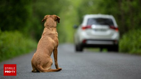 Amenda usturatoare pe care a luat-o un barbat din Caras-Severin dupa ce a abandonat un catel pe marginea drumului