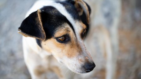 Amenda uriasa pe care a primit-o un barbat din Caras-Severin, dupa ce a abandonat un catel pe marginea drumului