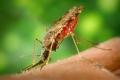 Malaria: creste numarul cazurilor, dar scade cel al deceselor