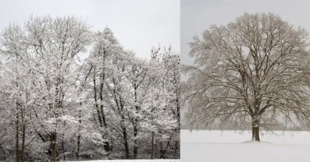 Copacul pe care trebuie sa-l plantezi la inceputul lui 2025 pentru a avea un an cu bani si reusite pe toate planurile. Este un simbol al stabilitatii, increderii si prosperitatii