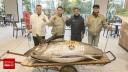 Un ton rosu de 212 kilograme s-a vandut in cadrul unei licitatii desfasurata la Tokyo. Suma incredibila cu care s-a vandut