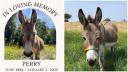 Magarul Perry, care a inspirat personajul Donkey din 