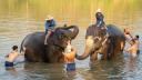 Turista din Spania, ucisa de <span style='background:#EDF514'>ELEFANT</span>ul pe care il imbaia in Thailanda