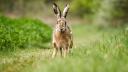 Ce este tularemia, sau febra iepurelui, boala care se raspandeste in SUA. Cum se transmite