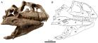 Craniu urias de dinozaur descoperit in China: o noua specie de sauropodomorph