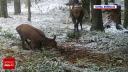 Imagini rare din Parcul National Retezat. Un cerb si o ciuta au fost surprinsi adaptandu-se iernii