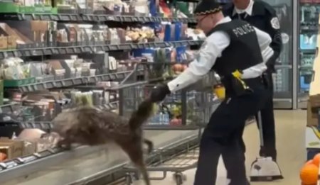 Un coiot s-a ascuns in frigiderul unui supermarket din SUA. Momentul cand animalul este scos de un politist | VIDEO