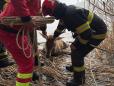 Un cerb in pericol, pe o pojghita de gheata, salvat de pompierii din Brasov