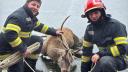 Un cerb blocat pe un lac inghetat din Brasov a fost salvat de pompieri