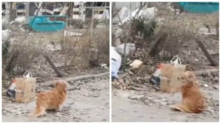 Cainele care refuza sa-si paraseasca stapanul, mort in urma unui atac rusesc cu rachete la Zaporojie, a impresionat o <span style='background:#EDF514'>LUME</span> intreaga | VIDEO