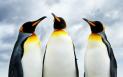 Fauna Romaniei s-a imbogatit cu <span style='background:#EDF514'>PINGUIN</span>i, lei de mare si foci. Unde se pot vedea (VIDEO)