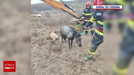 Misiune inedita a pompierilor din Bihor. Au salvat un ponei dintr-o fantana de patru metri