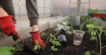 Ce trebuie sa plantezi in solarii, in luna februarie. Recolta va fi gata in mai putin de 30 de zile