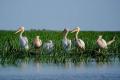 700,000 Euro Fraud in Danube Delta uncovered by OLAF