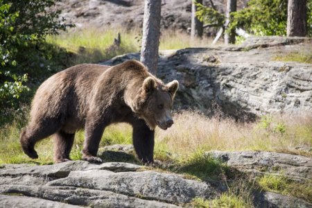 Ziua Ursului, marcata la Zoo Brasov. Cei cinci ursi pot fi adoptati simbolic