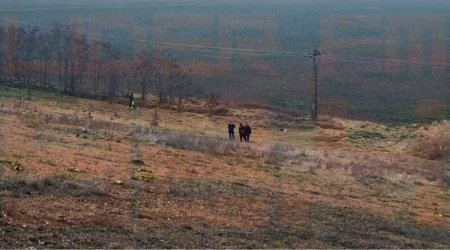 Un sofer a anuntat ca a vazut ursul in Galati: Fugea foarte tare, a trecut prin spatele nostru si s-a tot dus. Ce au gasit jandarmii