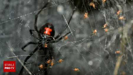 O femeie din SUA si-a injectat in vene un paianjen veninos macinat. Voia sa se drogheze