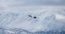 Un avion cu 10 persoane la bord, dat disparut in Alaska. Ultimele cuvinte ale pilotului inainte sa dispara de pe radar