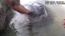 Momentul in care un peste-soare urias de ocean este eliberat dupa ce a ramas blocat langa plaja, in Florida | VIDEO