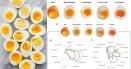 Metoda inovatoare care transforma ouale in 32 de minute. Secretul molecular al galbenusului ideal