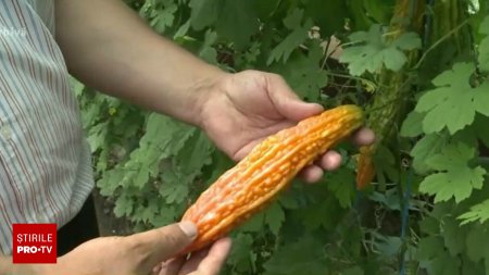 Apar noi legume si fructe pe piata romaneasca. Pepenele cu gust de coniac sau spanacul urcator de Malabar, printre premiere