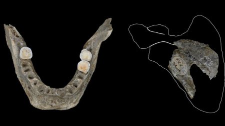 Descoperire socanta: Stramosii nostri le mancau creierele dusmanilor care mureau in lupta