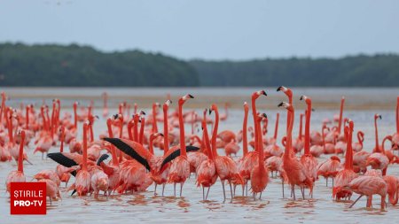 <span style='background:#EDF514'>CONTRAB</span>anda cu flamingo roz in Tunisia. Pasarile erau invelite in panza si banda adeziva, in lazi cu fan | FOTO