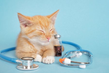 TENDINTE. Medicina veterinara merge pe urmele medicinei umane. Piata de 2,6 mld. lei se consolideaza, un jucator roman si unul polonez se lupta in achizitii de clinici si spitale pentru animale. Medicina veterinara este o piata pe care activeaza 3.500 de firme cu afaceri de peste 2,6 mld. lei si cu circa 9.300 de salariati