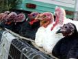 Bosnia raporteaza gripa aviara H5N1 la o ferma avicola