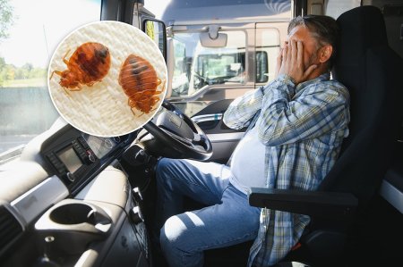 Ce despagubiri a primit un sofer de TIR dupa ce a fost atacat de plosnite in cabina autotrenului