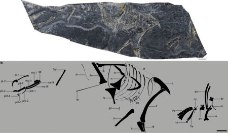 O fosila din Jurasic descoperita in China rescrie istoria evolutiei aviare: A ramas singura fosila necontestata