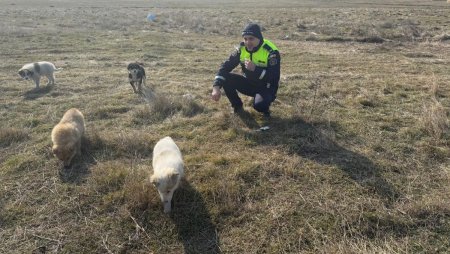 In Galati, un soldat britanic a salvat patru catei aflati in zona tragerilor. Fiecare viata conteaza