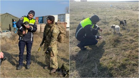 Patru catei salvati de un soldat britanic in timpul unui exercitiu militar la Smardan