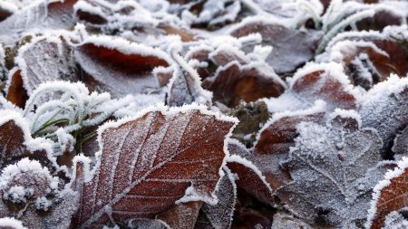 <span style='background:#EDF514'>VREMEA AZI</span>, 16 februarie. Temperaturi scazute, ninsori si ger in mai multe regiuni ale tarii