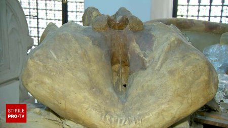 Un craniu de mamut descoperit in Iasi va fi restaurat si expus la Palatul <span style='background:#EDF514'>CULTURI</span>i din capitala Moldovei