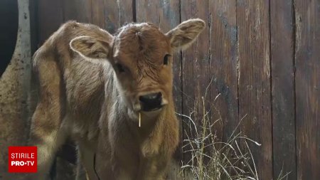 Un pui de zebu, noua vedeta a gradinii <span style='background:#EDF514'>ZOOLOGIC</span>e din Targu Mures. Motivul pentru care aceasta specie milenara este speciala