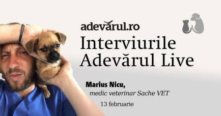 Cum ajutam animalele traumatizate si salvate sa se refaca fizic si emotional, explica Marius Nicu, medic veterinar