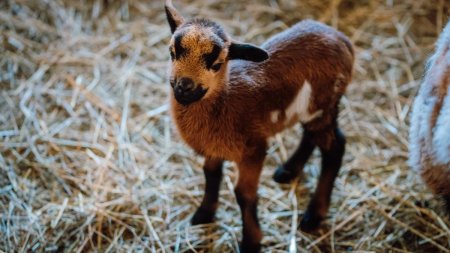 Un pui de zebu a devenit vedeta gradinii zoologice din Targu Mures: O specie fascinanta, cu o istorie de peste 7.000 de ani