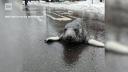 Un pui de foca a fost gasit ratacind pe o strada din Connecticut. Imaginile au devenit virale