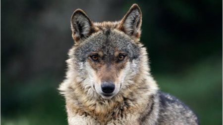 Creste numarul atacurilor lupilor in judetul Buzau. Autoritatile acorda despagubiri gospodariilor afectate