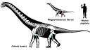 Descoperire unica in lume, in Geoparcul Tara Hategului. Universitatea Bucuresti: Au fost gasite doua specii noi de dinozauri