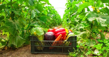 Ce trebuie sa plantezi in gradina, in luna martie. Te vei putea bucura rapid de o recolta bogata si delicioasa