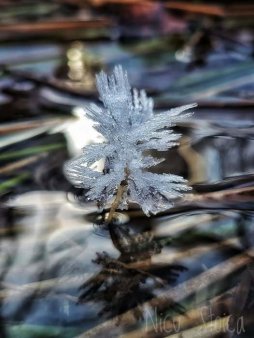 Spectacolul naturii intr-o padure din Bacau. Flori de gheata, fotografiate de un angajat Romsilva