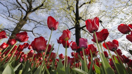 Simbolurile florilor. Mesajele uimitoare ale lalelelor