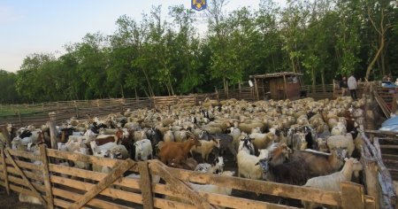 Au facut-o de oaie: trei barbati retinuti dupa ce au furat de la mai multe stane