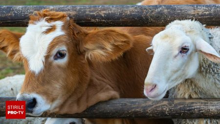 Alerta de febra aftoasa la granita Romaniei. <span style='background:#EDF514'>ANSVSA</span>, avertisment pentru crescatorii de vaci, porci si capre