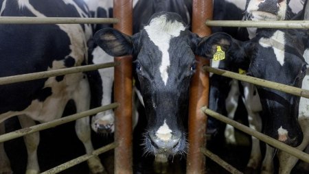 Primul focar de febra aftoasa in peste 50 de ani la granita Romaniei