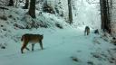 Doi rasi, filmati intr-un moment unic in Muntii Fagaras| VIDEO