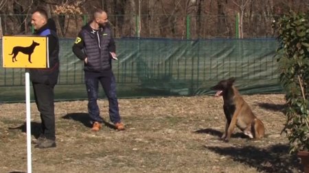 Spectacol canin in Arges. Zeci de caini s-au intrecut in frumusete si agilitate