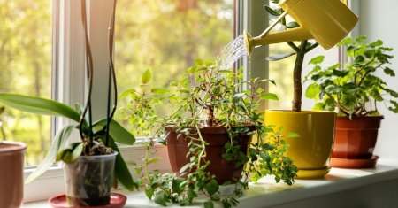 Ce ar trebui sa stii, din punct de vedere psihologic, despre persoanele care au plante in casa.